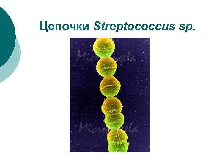 Цепочки Streptococcus sp. 