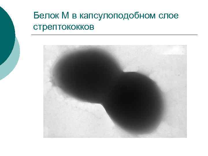 Белок М в капсулоподобном слое стрептококков 