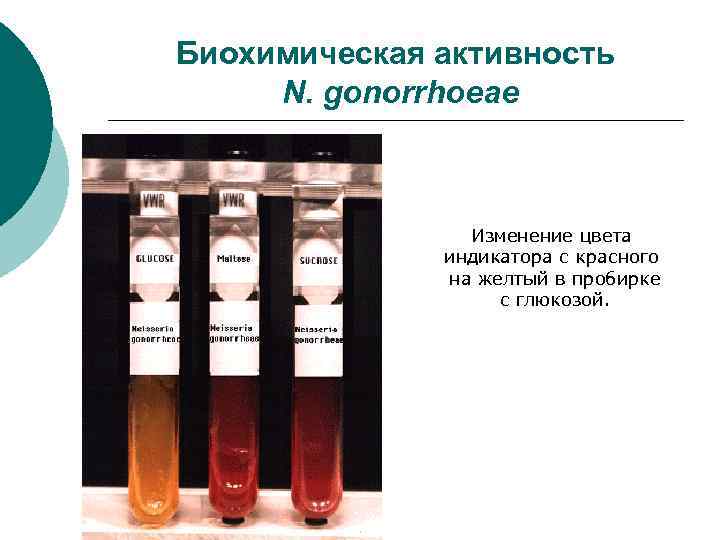 Биохимическая активность N. gonorrhoeae Изменение цвета индикатора с красного на желтый в пробирке с