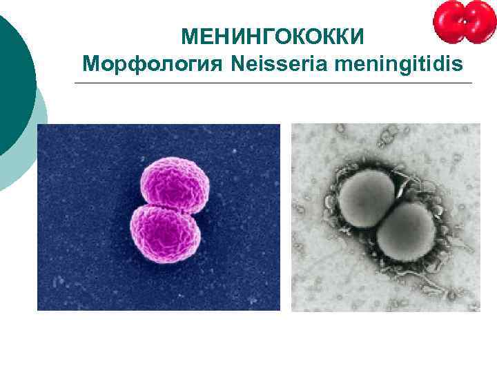 МЕНИНГОКОККИ Морфология Neisseria meningitidis 