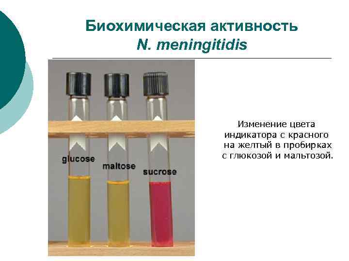 Биохимическая активность N. meningitidis Изменение цвета индикатора с красного на желтый в пробирках с