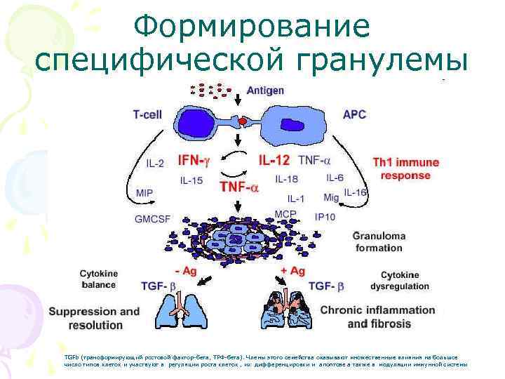 Формирование специфической гранулемы TGFb (трансформирующий ростовой фактор-бета, ТРФ-бета). Члены этого семейства оказывают множественные влияния