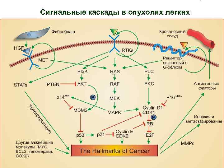 Патогенетическая схема химического механизма канцерогенеза