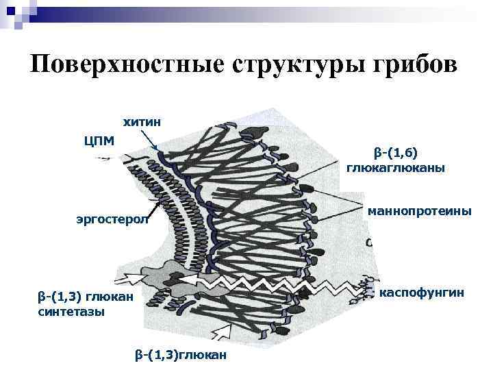 Поверхностные структуры грибов хитин ЦПМ β-(1, 6) глюканы эргостерол маннопротеины каспофунгин β-(1, 3) глюкан