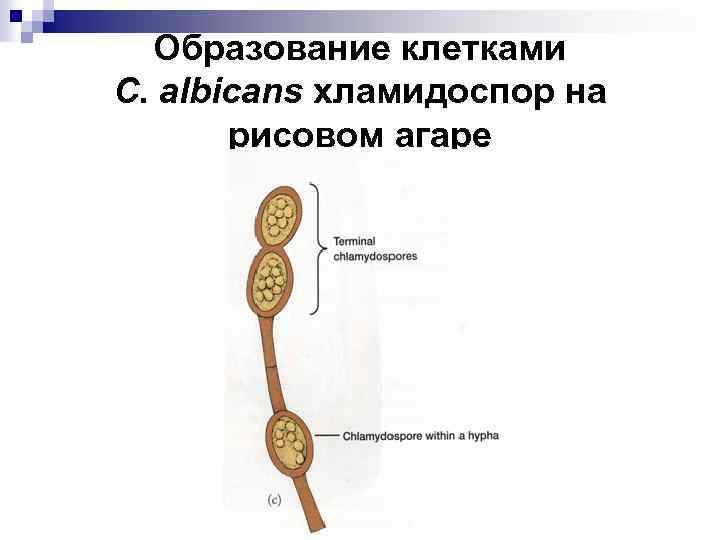 Образование клетками C. albicans хламидоспор на рисовом агаре 