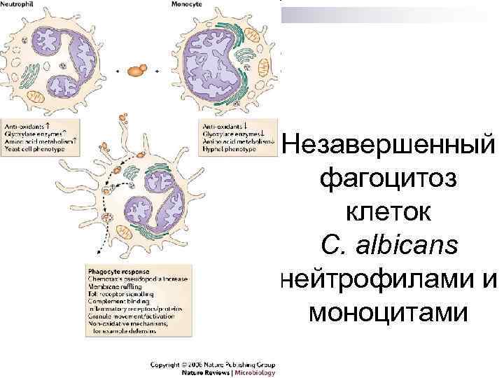 Незавершенный фагоцитоз клеток C. albicans нейтрофилами и моноцитами 