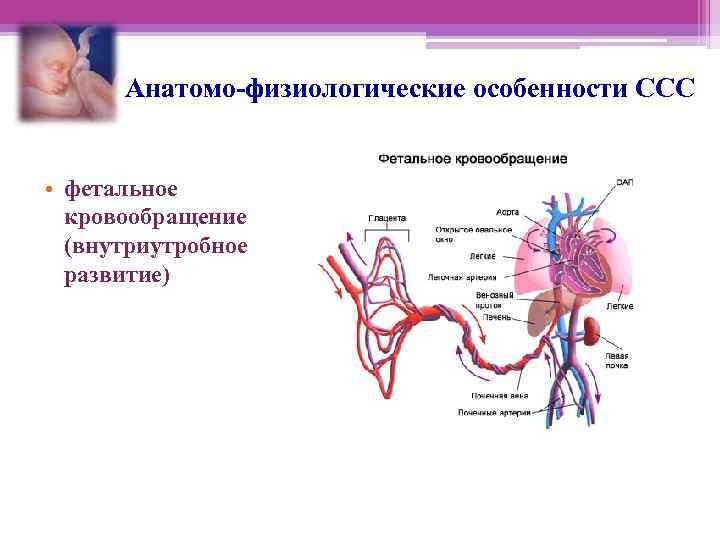 Анатомо-физиологические особенности ССС • фетальное кровообращение (внутриутробное развитие) 