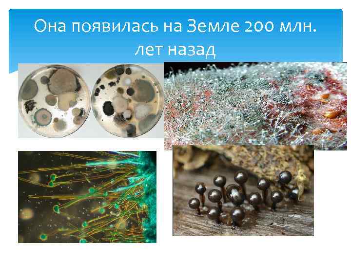 Она появилась на Земле 200 млн. лет назад 