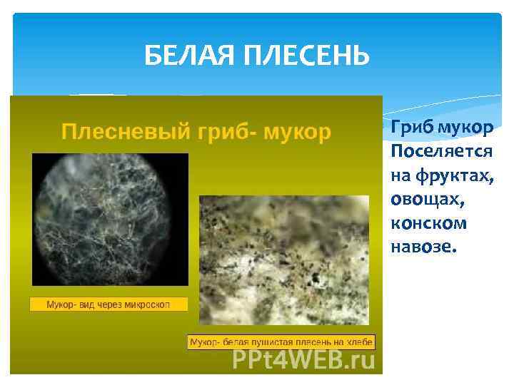 БЕЛАЯ ПЛЕСЕНЬ Гриб мукор Поселяется на фруктах, овощах, конском навозе. 
