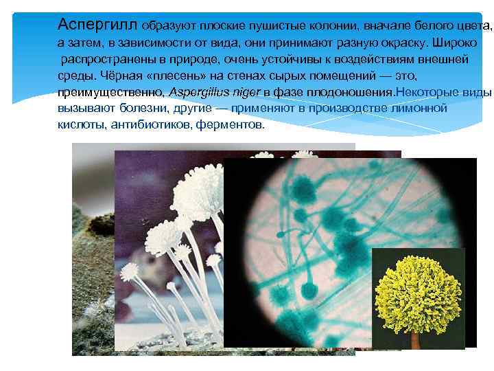 Аспергилл образуют плоские пушистые колонии, вначале белого цвета, а затем, в зависимости от вида,