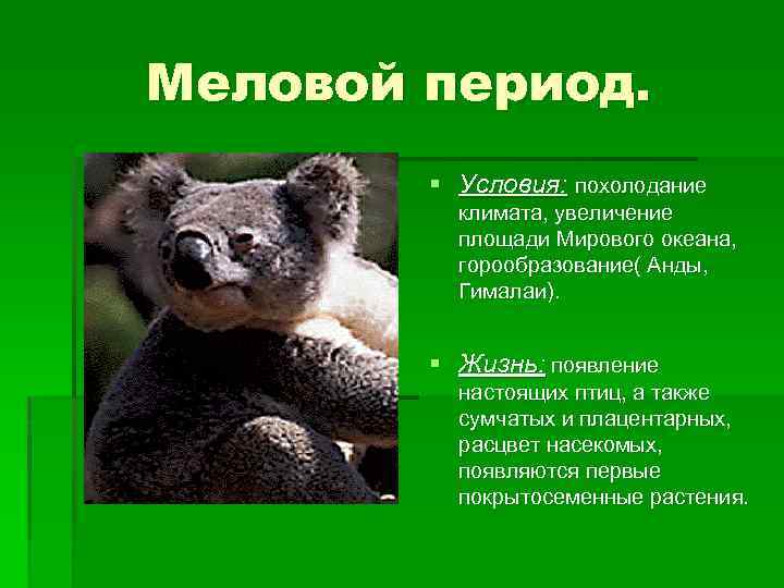 Меловой период. § Условия: похолодание климата, увеличение площади Мирового океана, горообразование( Анды, Гималаи). §