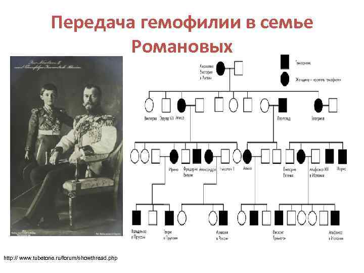 Передача гемофилии в семье Романовых http: // www. tubetone. ru/forum/showthread. php 