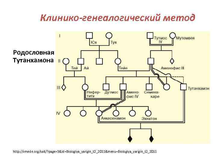 Клинико-генеалогический метод Родословная Тутанхамона http: //vmede. org/sait/? page=3&id=Biologiya_yarigin_t 2_2011&menu=Biologiya_yarigin_t 2_2011 