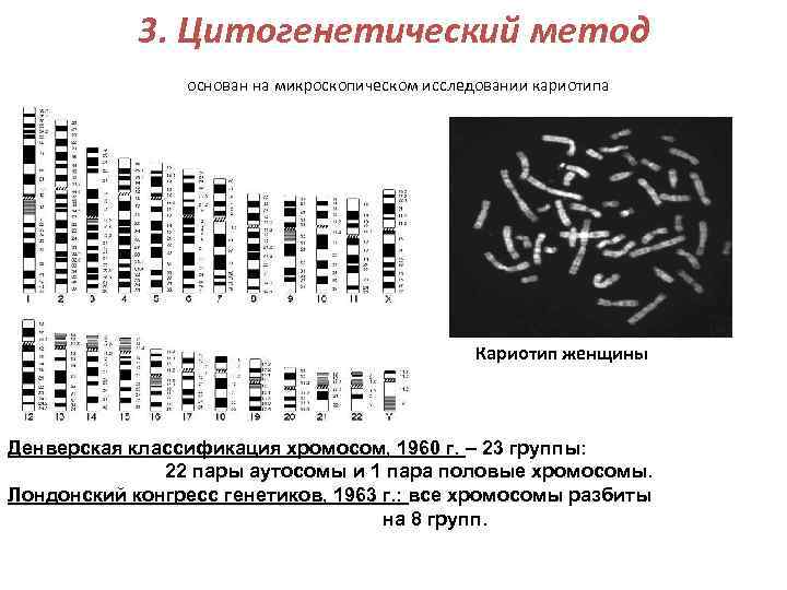 3. Цитогенетический метод основан на микроскопическом исследовании кариотипа Кариотип женщины Денверская классификация хромосом, 1960