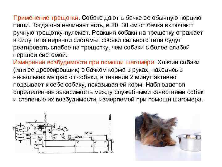 Применение трещотки. Собаке дают в бачке ее обычную порцию пищи. Когда она начинает есть,