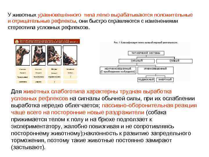 У животных уравновешенного типа легко вырабатываются положительные и отрицательные рефлексы, они быстро справляются с