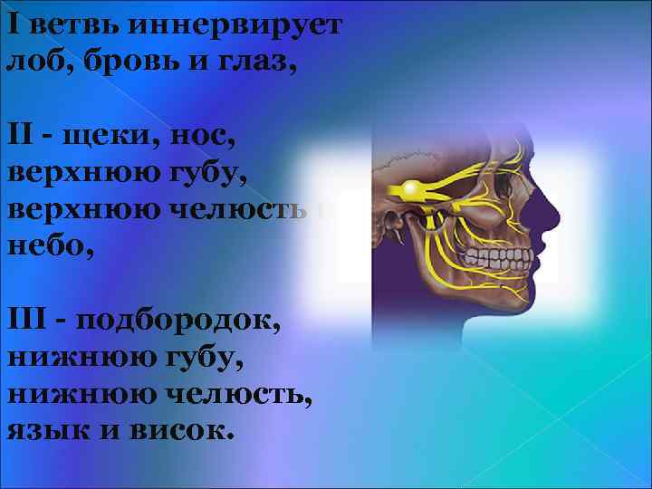 I ветвь иннервирует лоб, бровь и глаз, II - щеки, нос, верхнюю губу, верхнюю