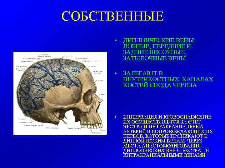 СОБСТВЕННЫЕ • ДИПЛОИЧЕСКИЕ ВЕНЫ: ЛОБНЫЕ, ПЕРЕДНИЕ И ЗАДНИЕ ВИСОЧНЫЕ, ЗАТЫЛОЧНЫЕ ВЕНЫ • ЗАЛЕГАЮТ В