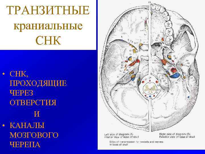 ТРАНЗИТНЫЕ краниальные СНК • СНК, ПРОХОДЯЩИЕ ЧЕРЕЗ ОТВЕРСТИЯ И • КАНАЛЫ МОЗГОВОГО ЧЕРЕПА 