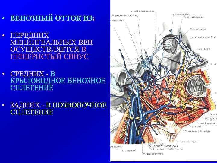  • ВЕНОЗНЫЙ ОТТОК ИЗ: • ПЕРЕДНИХ МЕНИНГЕАЛЬНЫХ ВЕН ОСУЩЕСТВЛЯЕТСЯ В ПЕЩЕРИСТЫЙ СИНУС •