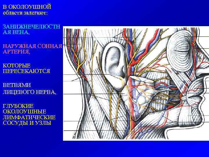 В ОКОЛОУШНОЙ области залегают: ЗАНИЖНЕЧЕЛЮСТН АЯ ВЕНА, НАРУЖНАЯ СОННАЯ АРТЕРИЯ, КОТОРЫЕ ПЕРЕСЕКАЮТСЯ ВЕТВЯМИ ЛИЦЕВОГО