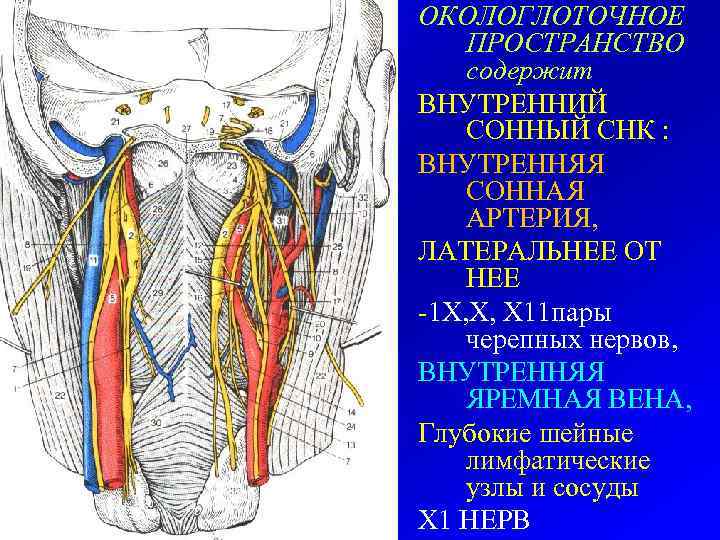 ОКОЛОГЛОТОЧНОЕ ПРОСТРАНСТВО содержит ВНУТРЕННИЙ СОННЫЙ СНК : ВНУТРЕННЯЯ СОННАЯ АРТЕРИЯ, ЛАТЕРАЛЬНЕЕ ОТ НЕЕ -1