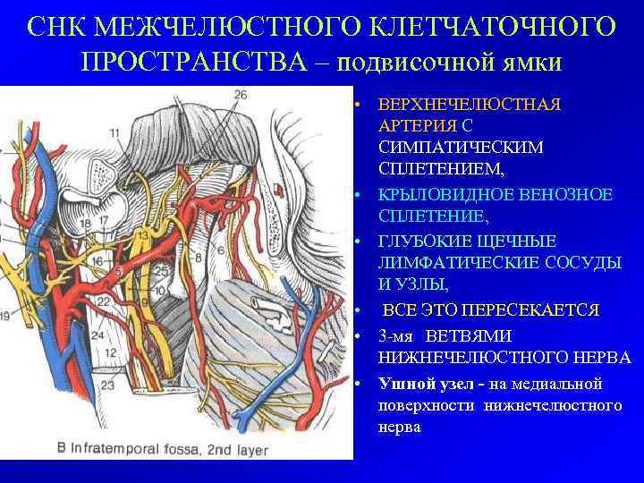 СНК МЕЖЧЕЛЮСТНОГО КЛЕТЧАТОЧНОГО ПРОСТРАНСТВА – подвисочной ямки • ВЕРХНЕЧЕЛЮСТНАЯ АРТЕРИЯ С СИМПАТИЧЕСКИМ СПЛЕТЕНИЕМ, •