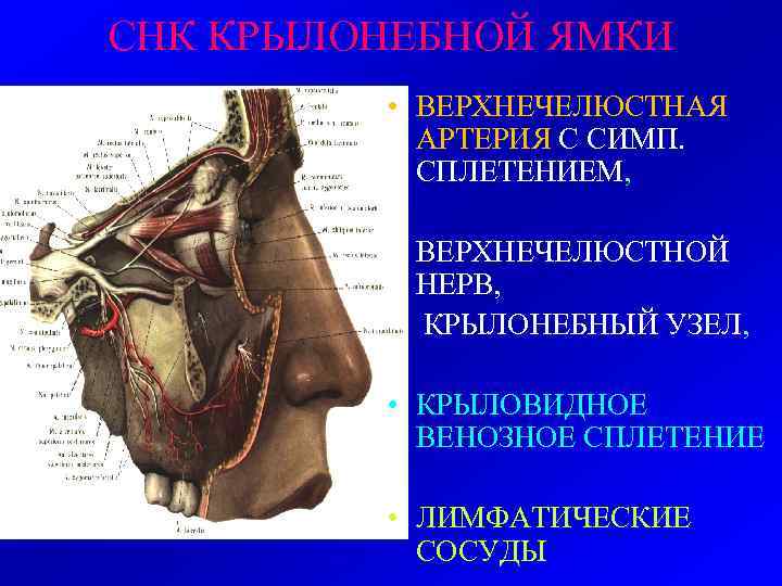 СНК КРЫЛОНЕБНОЙ ЯМКИ • ВЕРХНЕЧЕЛЮСТНАЯ АРТЕРИЯ С СИМП. СПЛЕТЕНИЕМ, • ВЕРХНЕЧЕЛЮСТНОЙ НЕРВ, • КРЫЛОНЕБНЫЙ