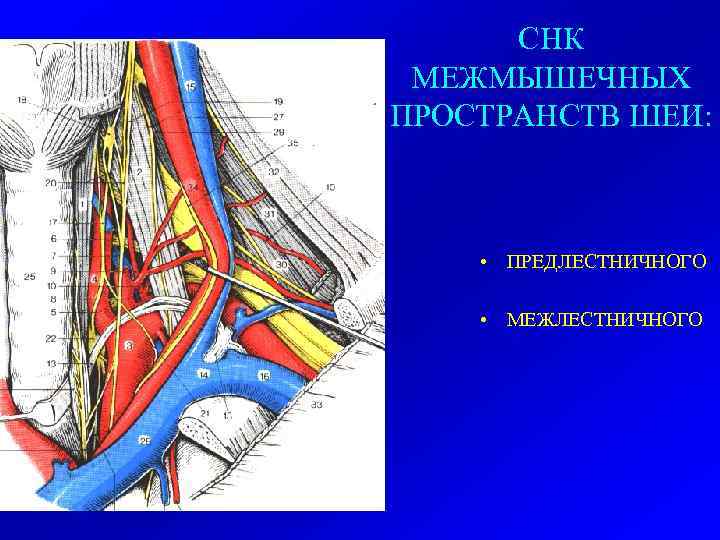 СНК МЕЖМЫШЕЧНЫХ ПРОСТРАНСТВ ШЕИ: • ПРЕДЛЕСТНИЧНОГО • МЕЖЛЕСТНИЧНОГО 