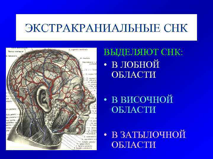 ЭКСТРАКРАНИАЛЬНЫЕ СНК ВЫДЕЛЯЮТ СНК: • В ЛОБНОЙ ОБЛАСТИ • В ВИСОЧНОЙ ОБЛАСТИ • В