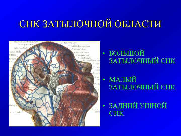 СНК ЗАТЫЛОЧНОЙ ОБЛАСТИ • БОЛЬШОЙ ЗАТЫЛОЧНЫЙ СНК • МАЛЫЙ ЗАТЫЛОЧНЫЙ СНК • ЗАДНИЙ УШНОЙ