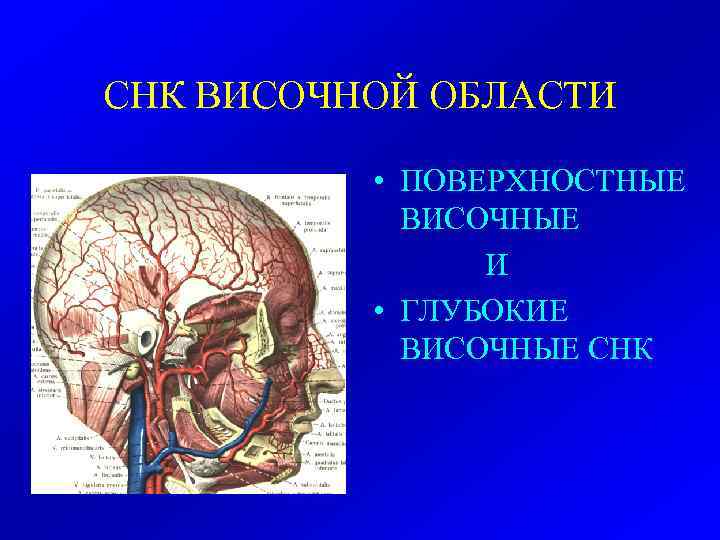 СНК ВИСОЧНОЙ ОБЛАСТИ • ПОВЕРХНОСТНЫЕ ВИСОЧНЫЕ И • ГЛУБОКИЕ ВИСОЧНЫЕ СНК 