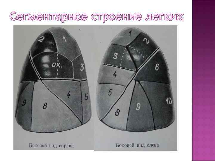 Сегментарное строение легких 