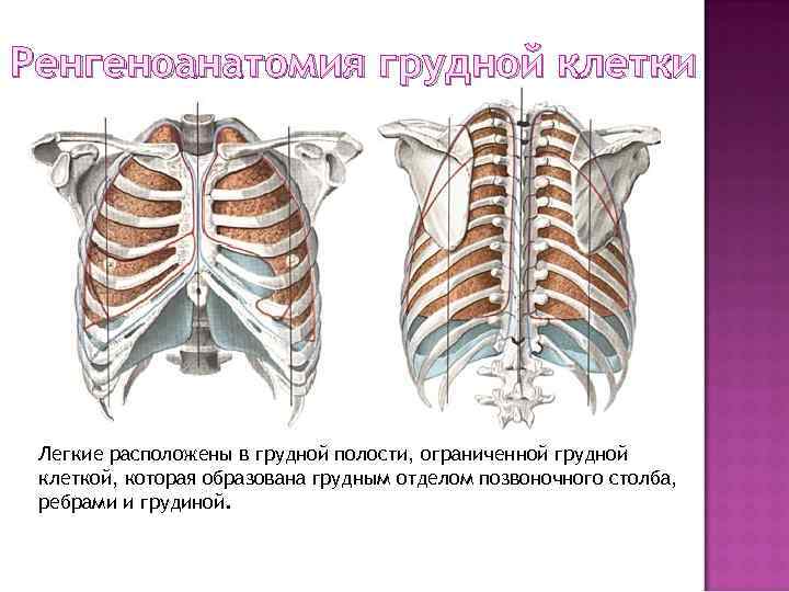 Ренгеноанатомия грудной клетки Легкие расположены в грудной полости, ограниченной грудной клеткой, которая образована грудным