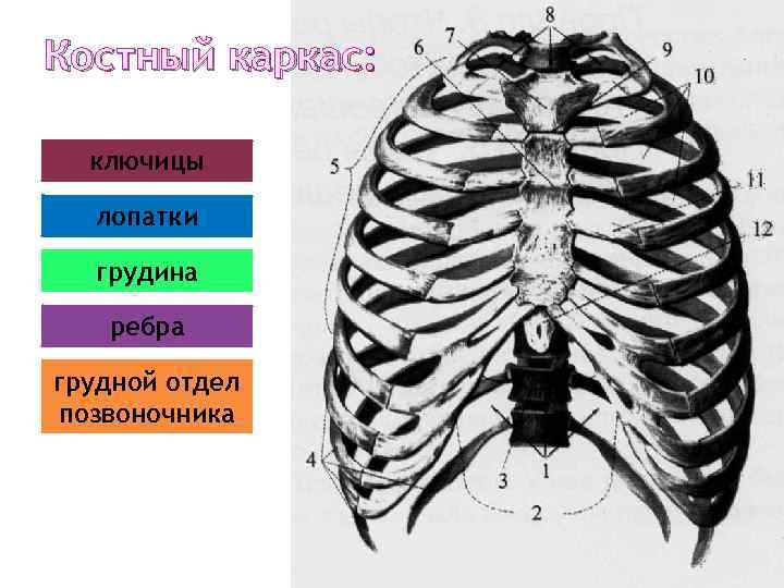 Костный каркас: ключицы лопатки грудина ребра грудной отдел позвоночника 