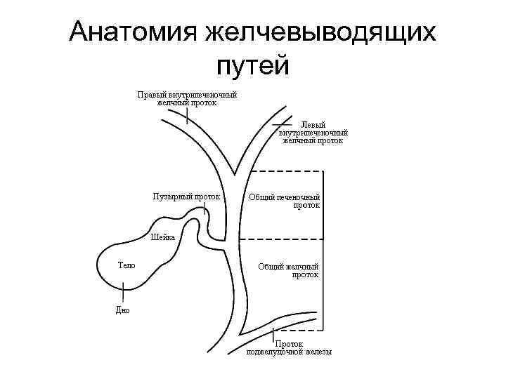 Анатомия желчевыводящих путей 