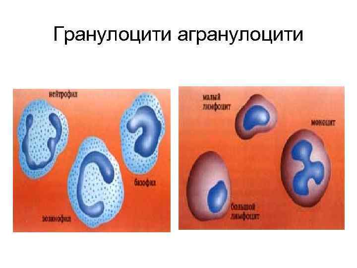 Гранулоцити агранулоцити 