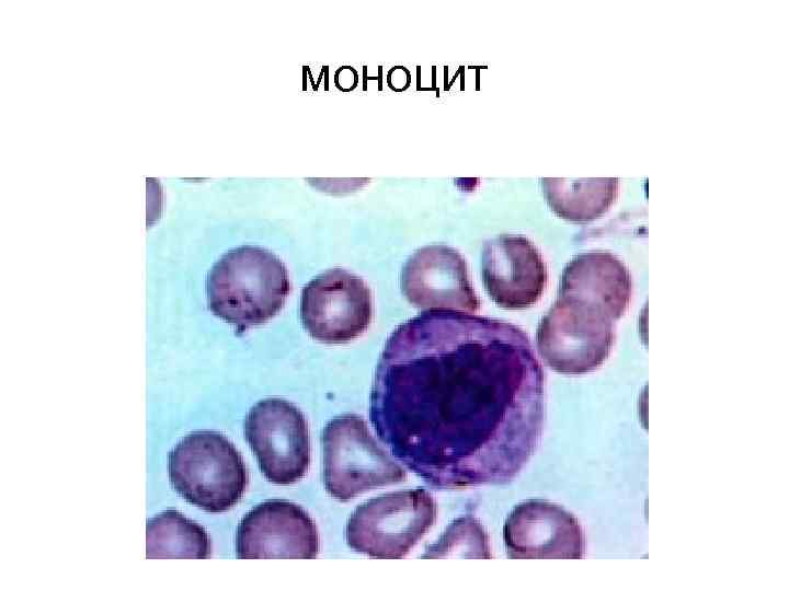 моноцит 