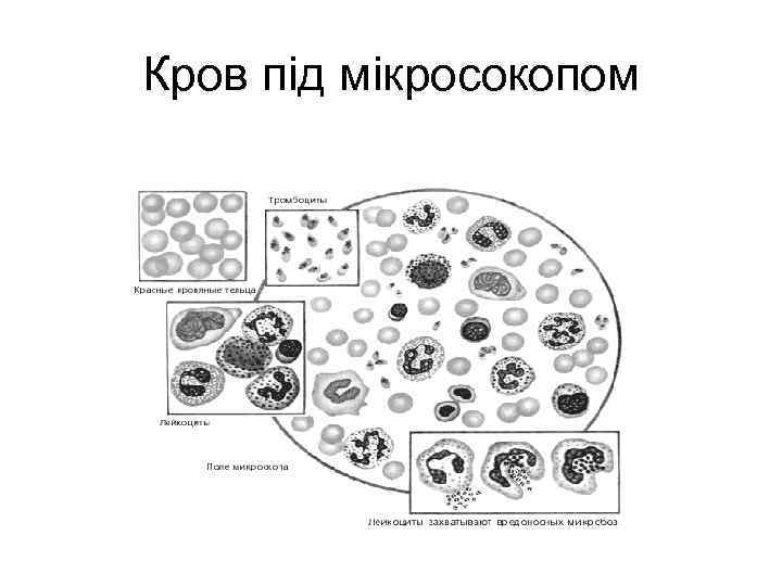 Кров під мікросокопом 