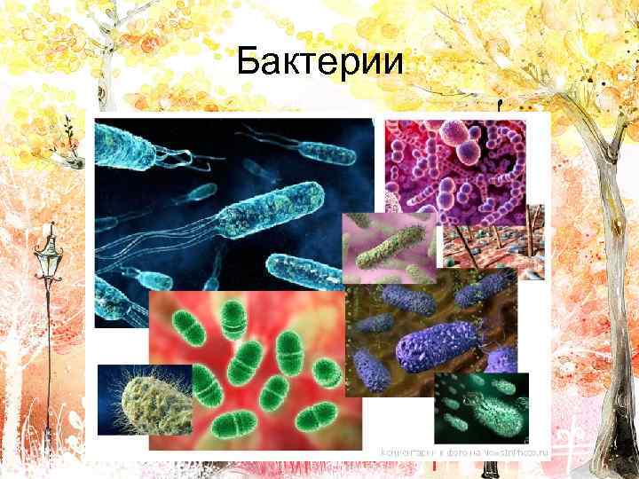 Бактерии 