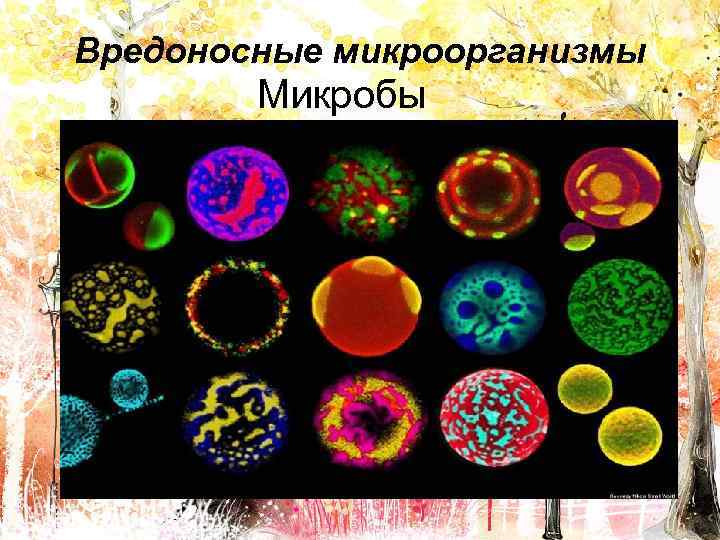 Вредоносные микроорганизмы Микробы 