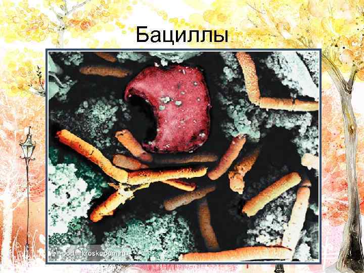 Бациллы 