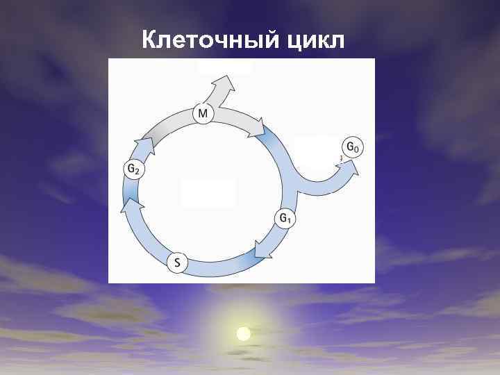 Клеточный цикл 