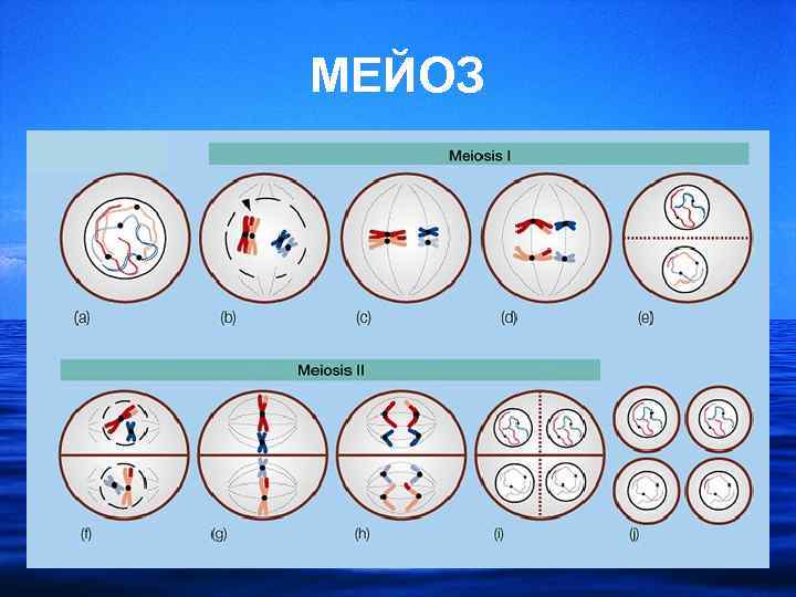 МЕЙОЗ 
