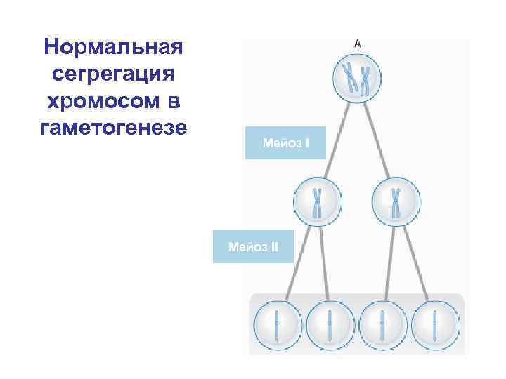 Какие стадии гаметогенеза обозначены на рисунке буквами а б и в какой набор хромосом имеют