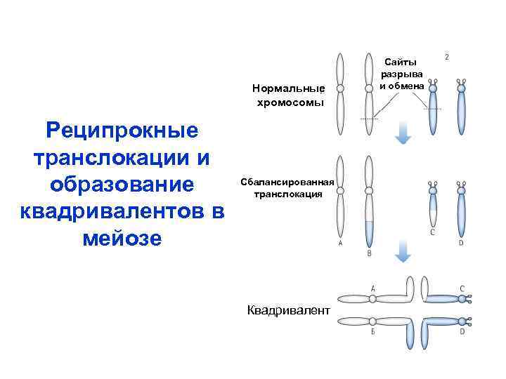 Нормальные хромосомы Реципрокные транслокации и образование квадривалентов в мейозе Сбалансированная транслокация Квадривалент Сайты разрыва