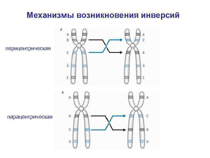 Механизмы возникновения инверсий перицентрическая парацентрическая 