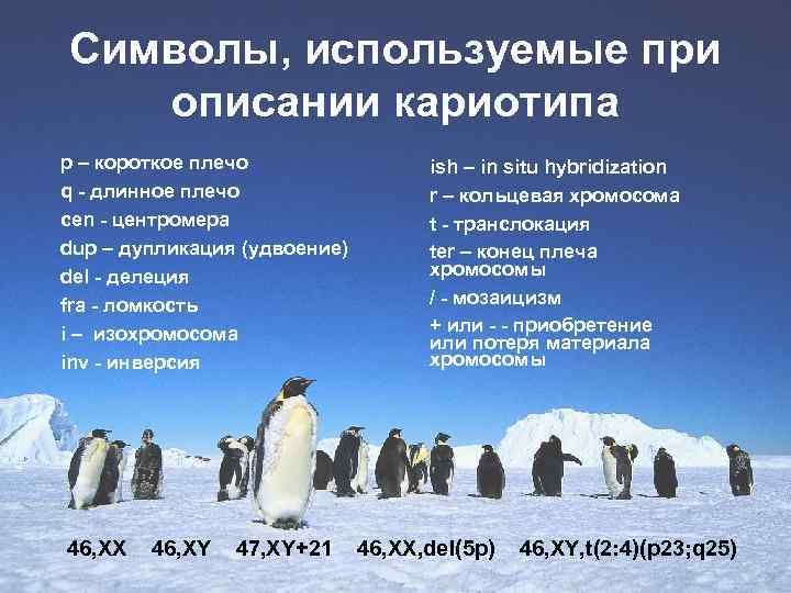 Символы, используемые при описании кариотипа p – короткое плечо q - длинное плечо сen