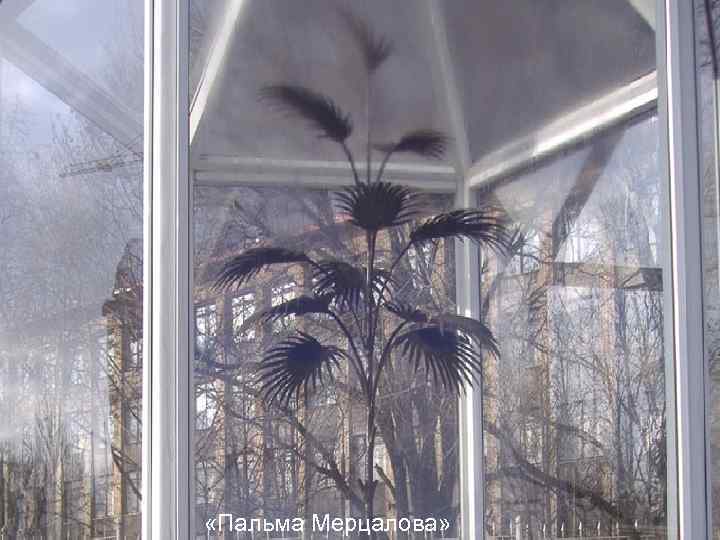  «Пальма Мерцалова» 