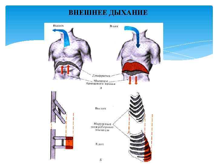 ВНЕШНЕЕ ДЫХАНИЕ 